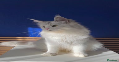 Maine Coon cats - Advert 2