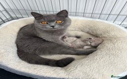 British Shorthair cats for sale: High quality GCCF registered kittens   - Image 6
