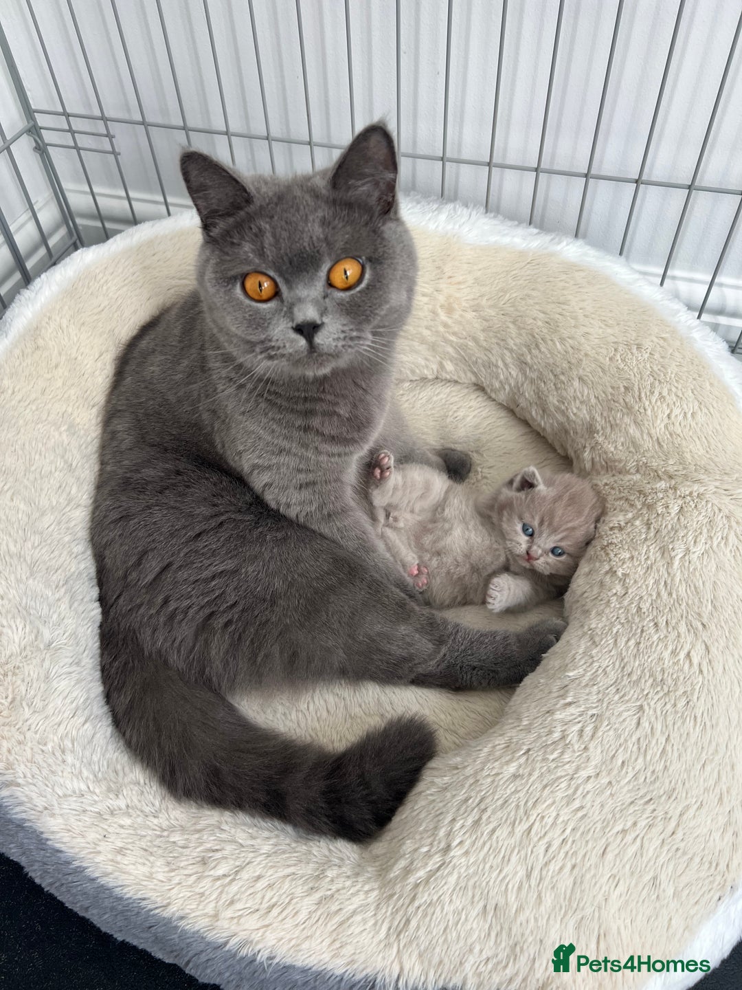 British Shorthair cats for sale: High quality GCCF registered kittens   - Image 6