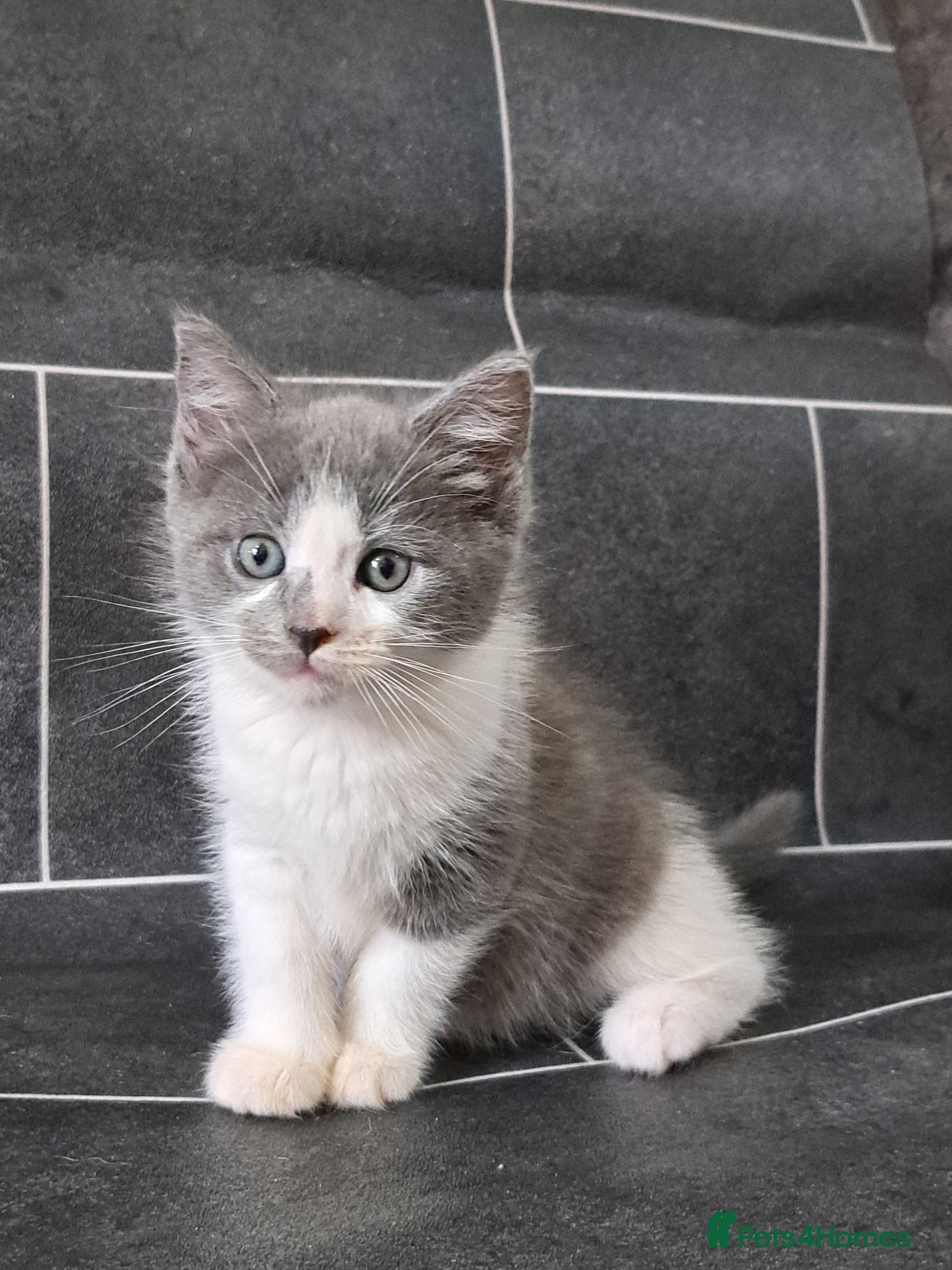 Ragdoll cats Stunning ragdoll cross girl - Advert 4