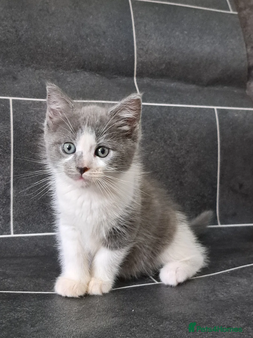 Ragdoll cats for sale: Stunning ragdoll cross girl - Advert 1