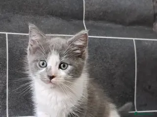 Ragdoll cats Stunning ragdoll cross girl - Advert 4