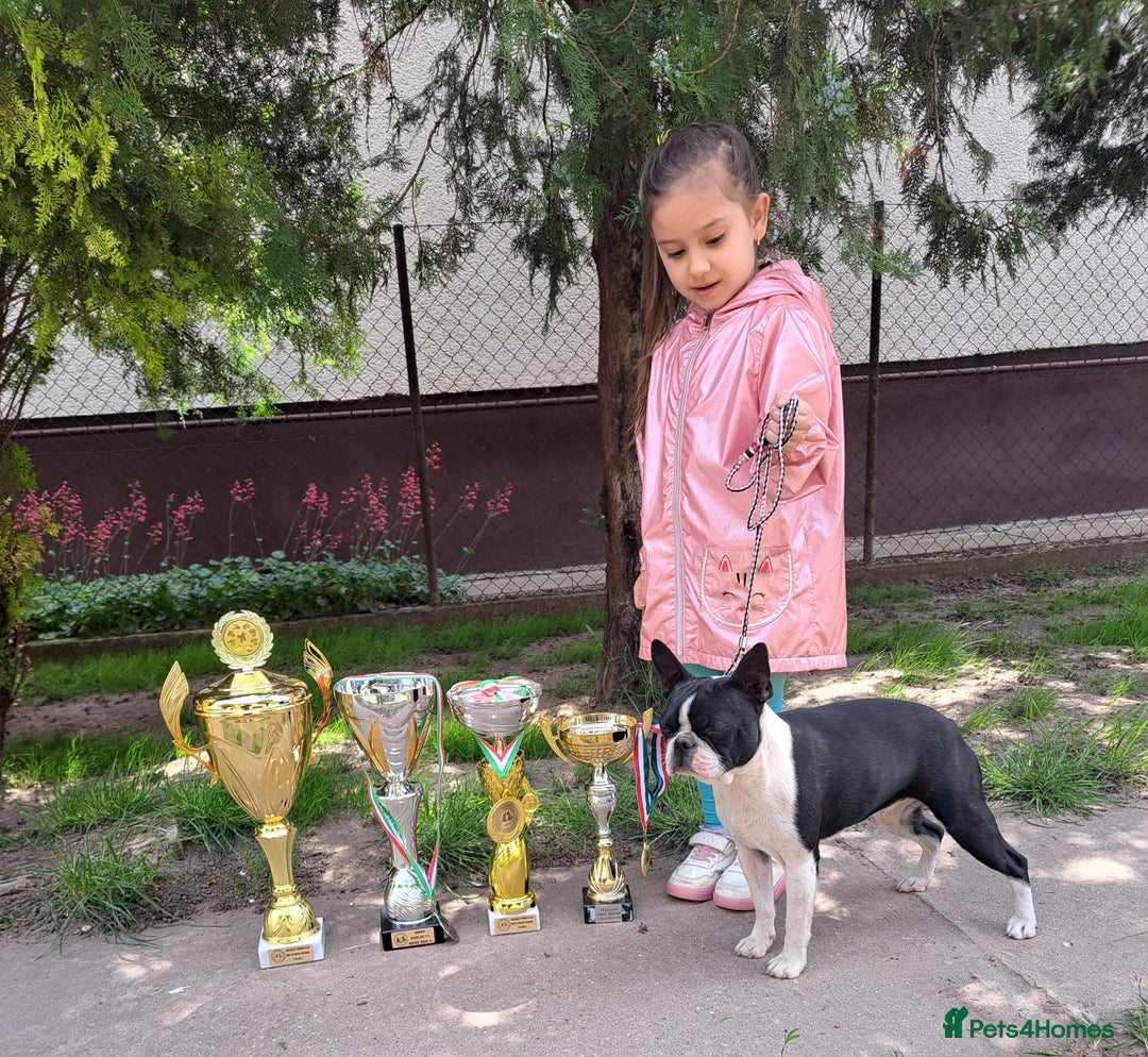 Boston Terrier dogs for sale: Boston terrier puppies - Advert 2