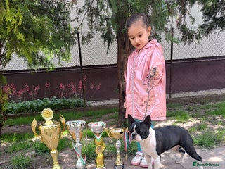 Boston Terrier dogs Boston terrier puppies from Hungary - Advert 1