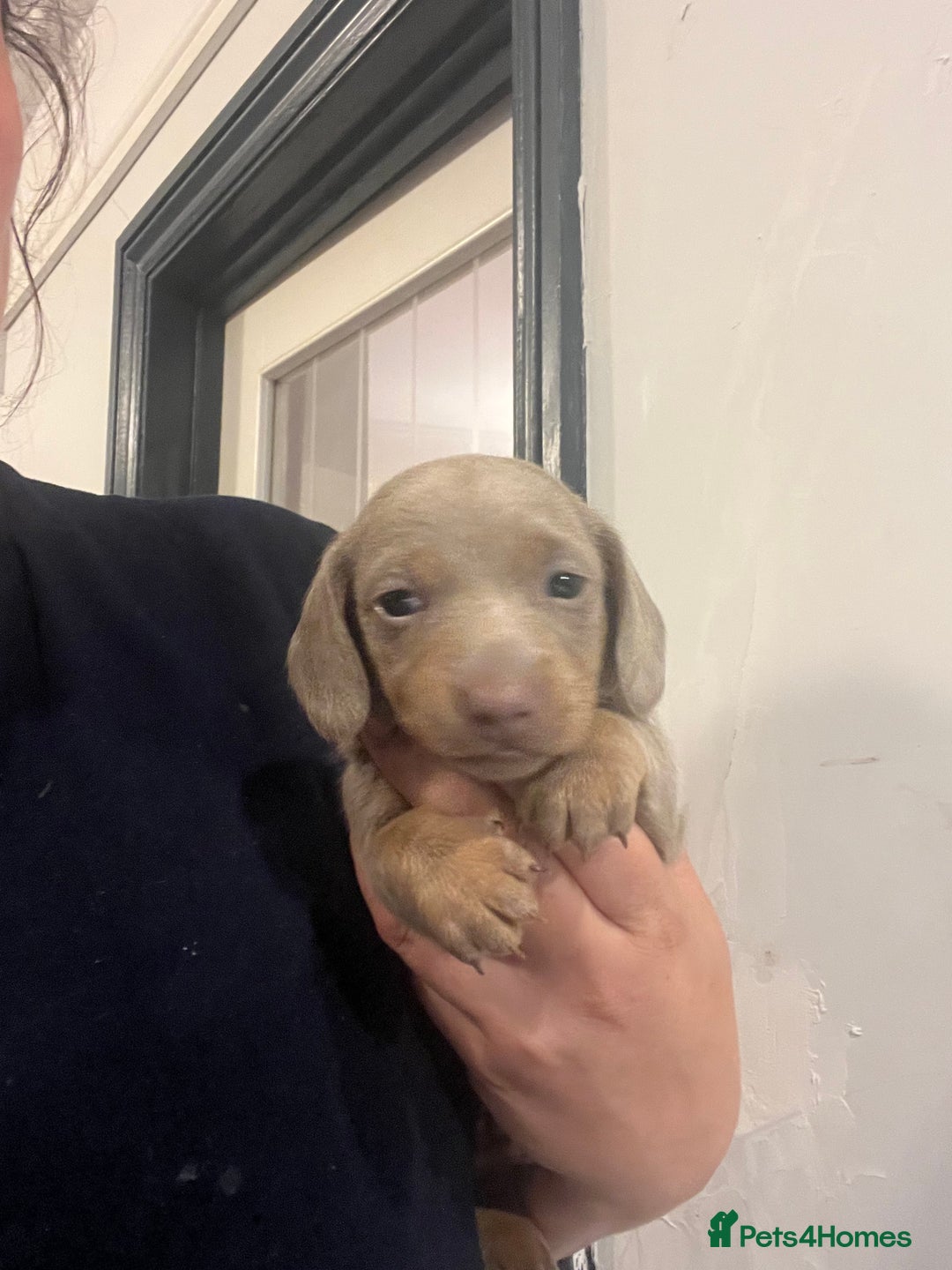 Miniature Dachshund dogs for sale: Isabella and tan miniature dachshund  - Image 9