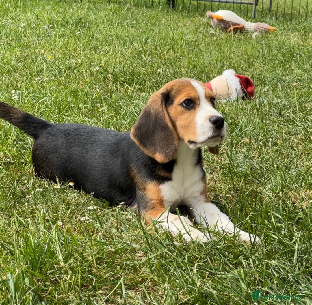 Puppies For Sale Beagle Rescue Near Me Beagle Rescue Done Deal