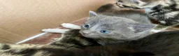 Russian Blue cats for sale: Beautiful Russian blue British shorthair cross  - Advert 8