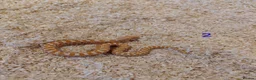 Snake reptiles for sale: CB25 Hognose Snakes, Ready Now, Albino, Conda - Advert 2