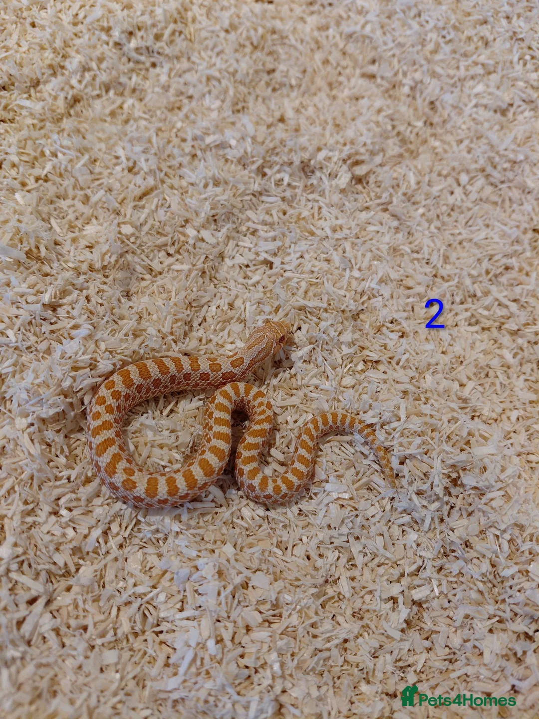 Snake reptiles for sale: CB25 Hognose Snakes, Ready Now, Albino, Conda - Advert 2