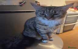 British Longhair cats for sale: 14 week old kittens  - Image 12