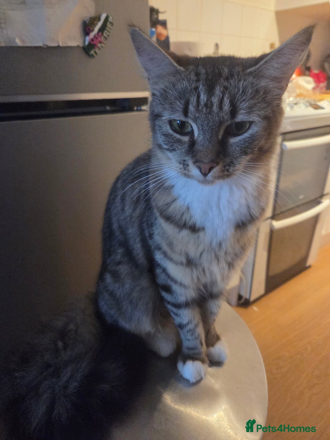 British Longhair cats for sale: 14 week old kittens  - Image 12