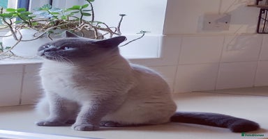 British Shorthair cats in Dudley - Advert 11