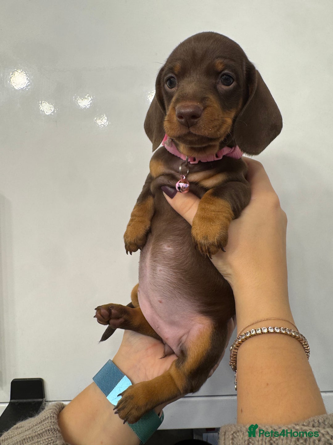 Miniature Dachshund dogs for sale: KC reg miniature dachshund puppies 4 girls 4 boys - Advert 24