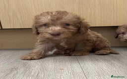 Bedlington Terrier dogs for sale: Bedlington terrier puppies  - Image 2