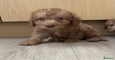 Bedlington Terrier dogs - Advert 4