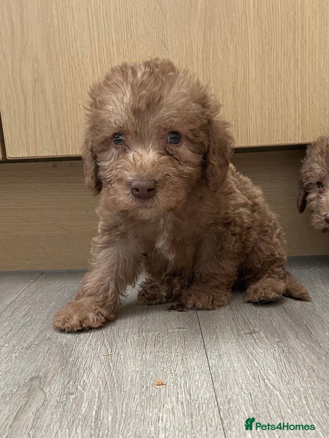 Bedlington Terrier dogs for sale: Bedlington terrier puppies  - Image 2