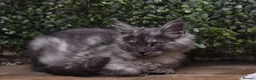 Maine Coon cats for sale: Gorgeous Champion Bloodline Maine Coon Kittens - Advert 12