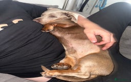 Miniature Dachshund dogs for sale: Isabella tan miniature dachshund  - Image 7