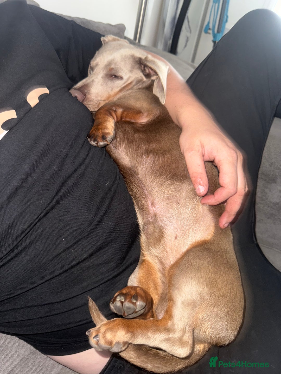 Miniature Dachshund dogs for sale: Isabella tan miniature dachshund  - Image 7