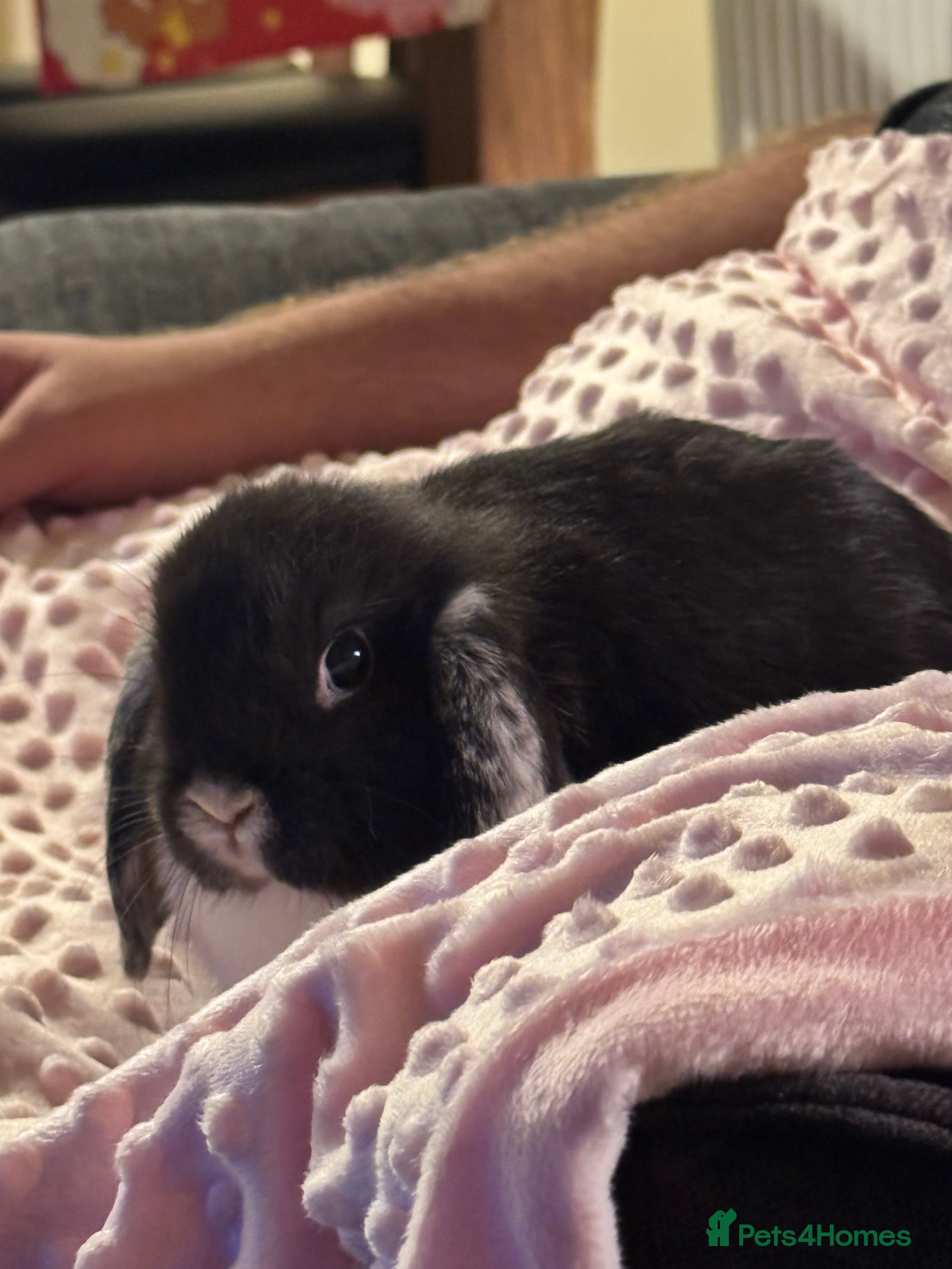 Mini Lop rabbits Very loved indoor bunny needing new loving home - Advert 1