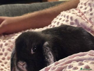 Mini Lop rabbits Very loved indoor bunny needing new loving home - Advert 1
