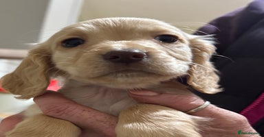 Cocker Spaniel dogs - Advert 3