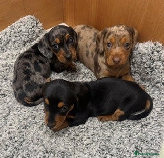 Miniature Dachshund dogs Adorable Miniature Dachshund Puppies - Advert 4