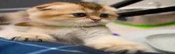 Scottish Fold cats for sale: Golden Scottish Fold & Straight – TICA Registered - Advert 5