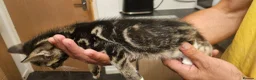 Mixed Breed cats for sale: Kittens for sale  in Letchworth Garden City - Advert 12