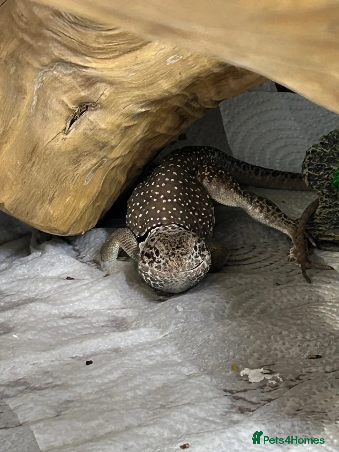 Lizard reptiles for sale: Male collard lizards - Advert 2