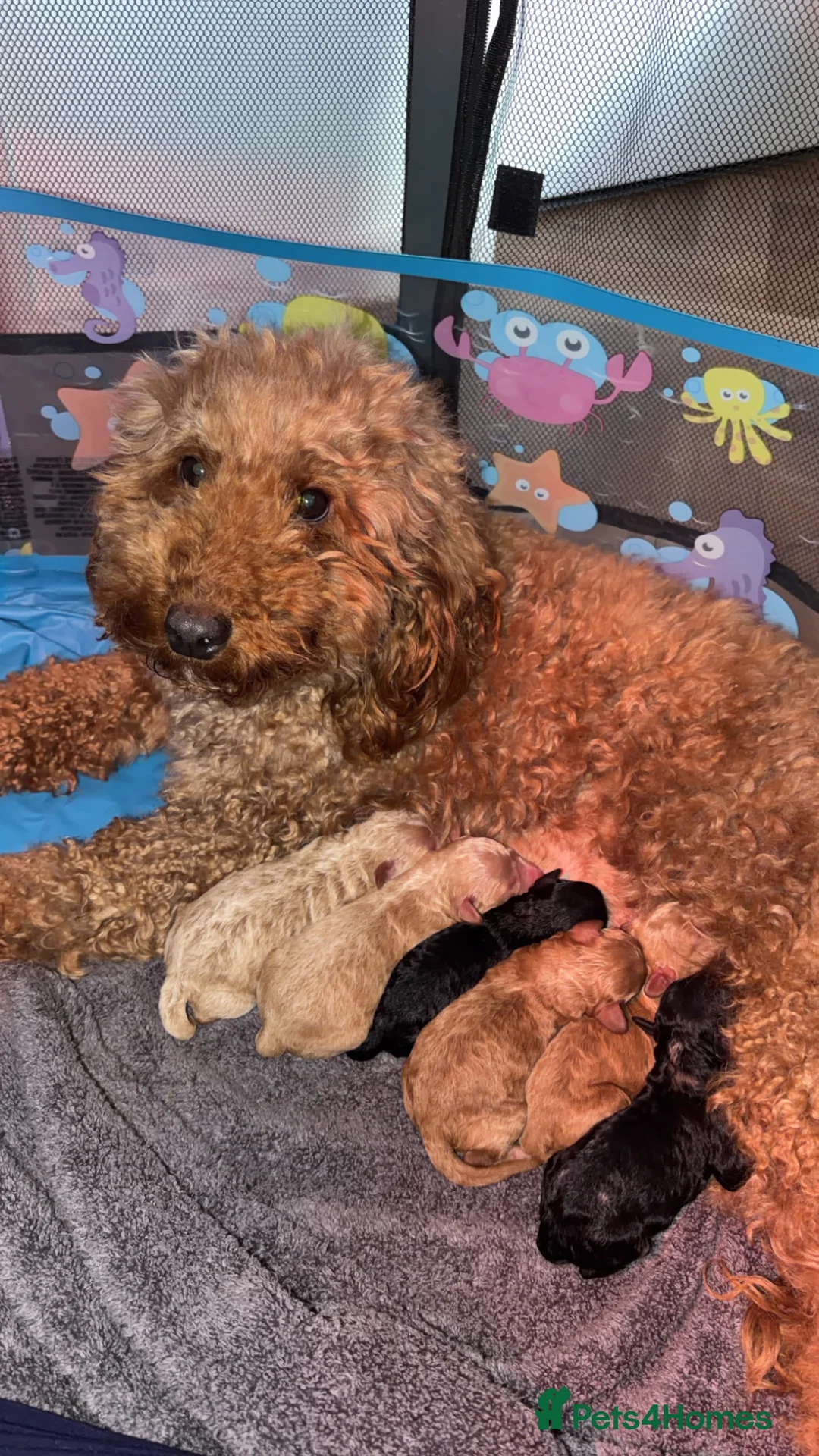 Miniature Poodle dogs for sale: Miniature Poodles Puppies - Advert 2