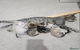 Mixed Breed cats for sale: Five Stunning Bengal X Kittens For Sale  - Image 1