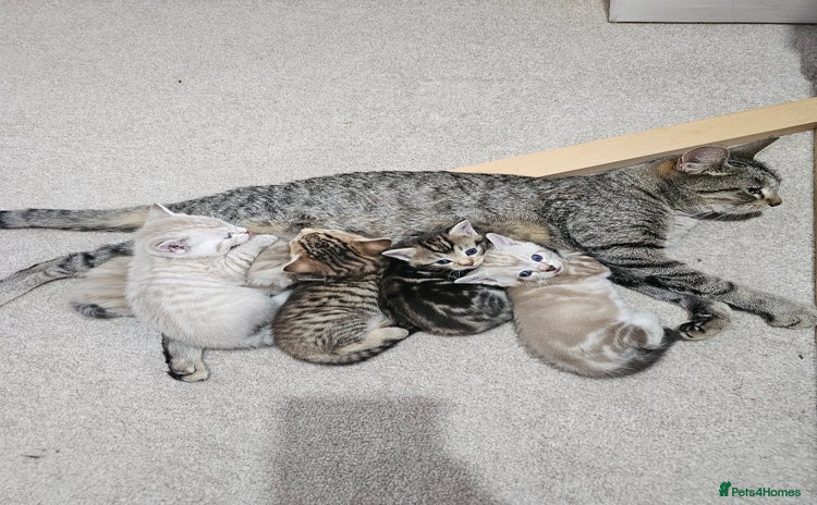 Mixed Breed cats - Advert 4