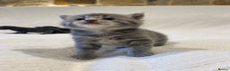 Maine Coon cats for sale: Maine coon x bsh. READY 14th BUT CAN HOLD - Advert 30
