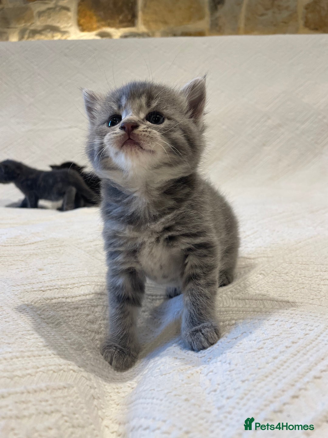 Maine Coon cats for sale: Maine coon x bsh. READY 14th BUT CAN HOLD - Advert 30