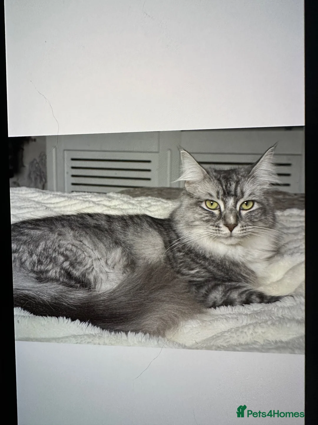 Maine Coon cats for sale: 1 ye old Mainecoon x Ragdoll for rehoming  - Advert 4