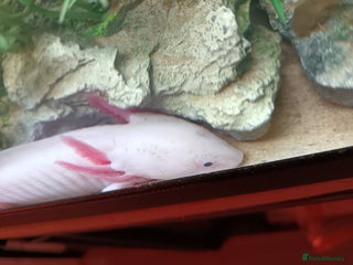Other/Mixed Breed fish Axolotl - Advert 7