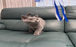 British Shorthair cats for sale: British Shorthair Kitten 6 - British Shorthair Kittens 🩵🩵🩵🩵 - Image 1