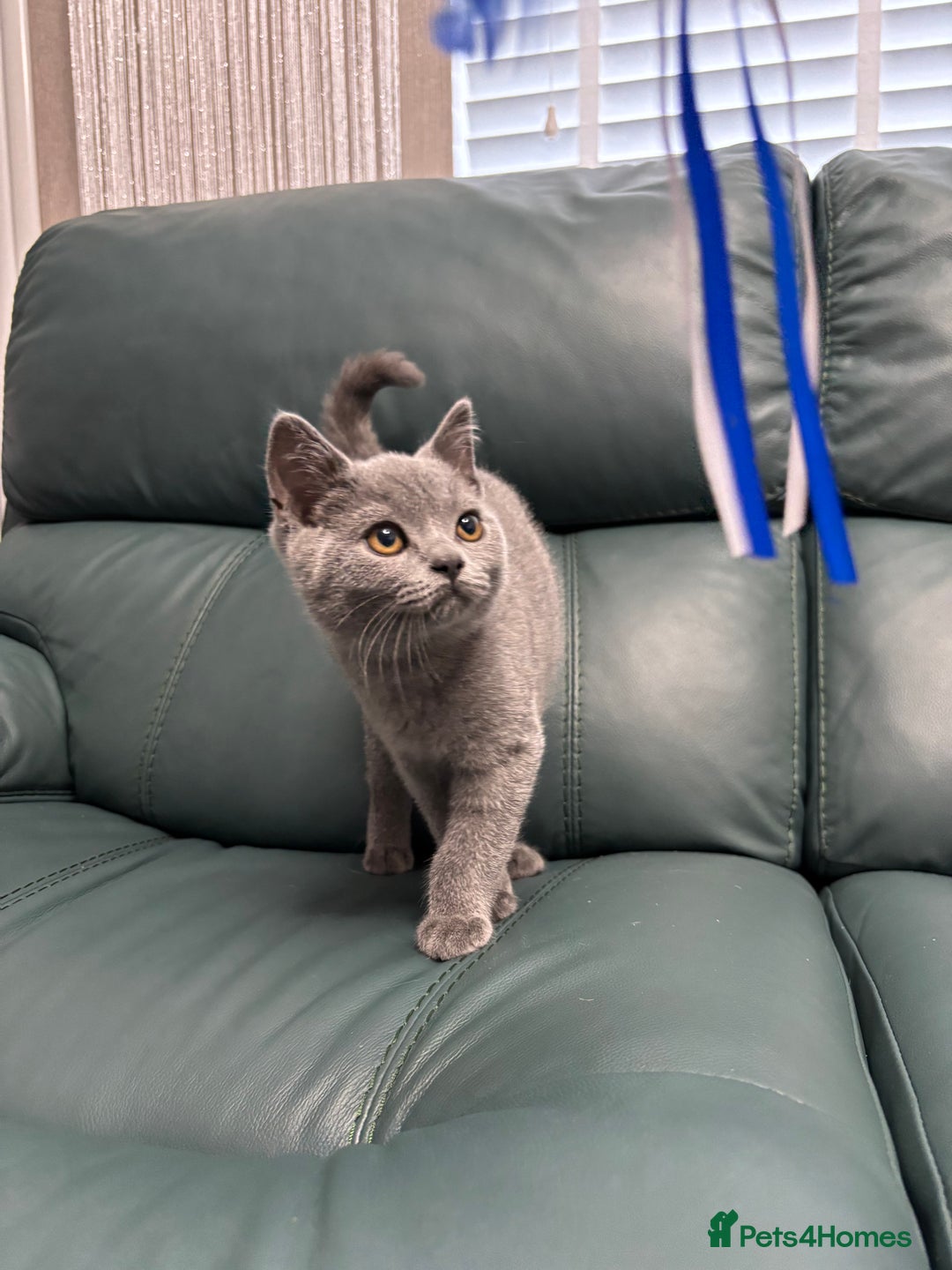 British Shorthair cats for sale: British Shorthair Kitten 6 - British Shorthair Kittens 🩵🩵🩵🩵 - Image 1