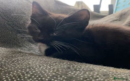 Mixed Breed cats for sale: Playful Kittens 🐾 (Please Read Description) - Image 19