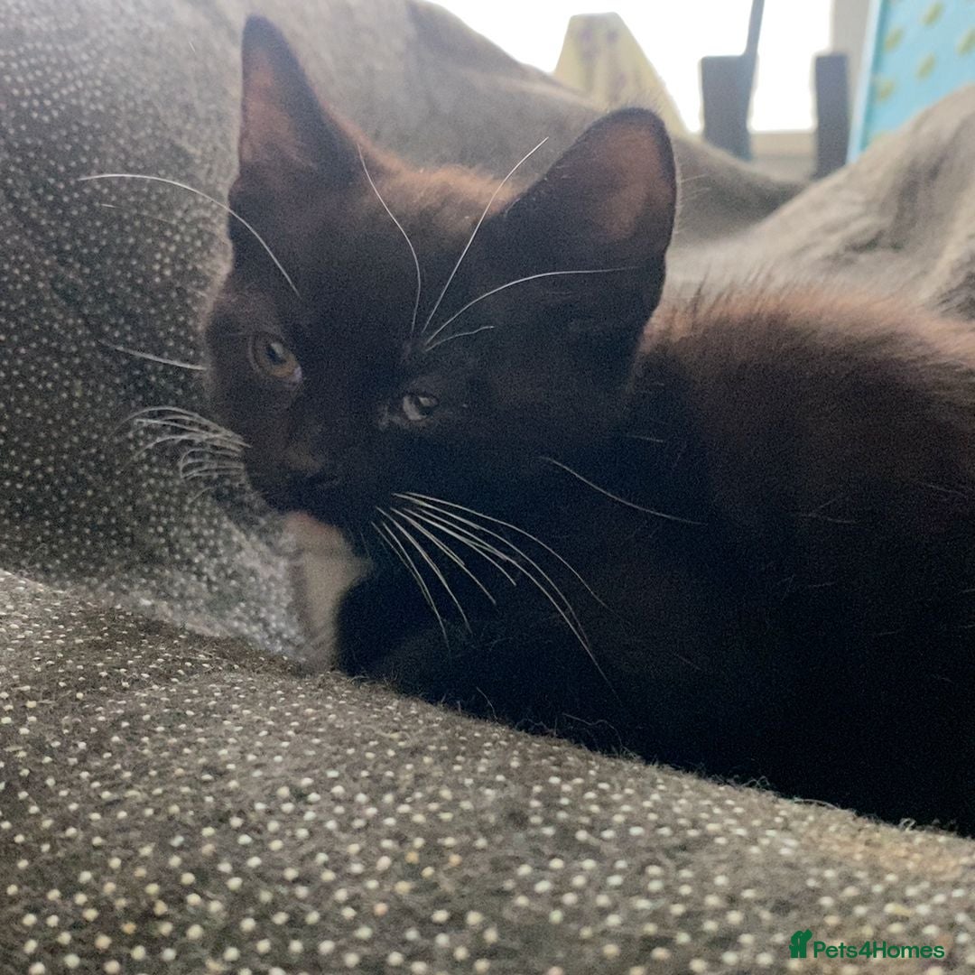 Mixed Breed cats for sale: Playful Kittens 🐾 (Please Read Description) - Image 19