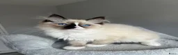 Ragdoll cats for sale: GCCF Pedigree Ragdoll kittens  - Advert 15