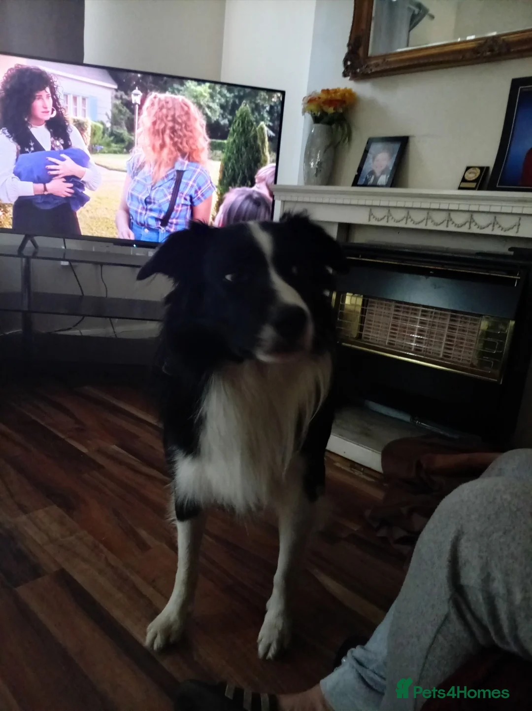 Border Collie dogs for sale: Max 5 year old border collie in Halesowen - Advert 1