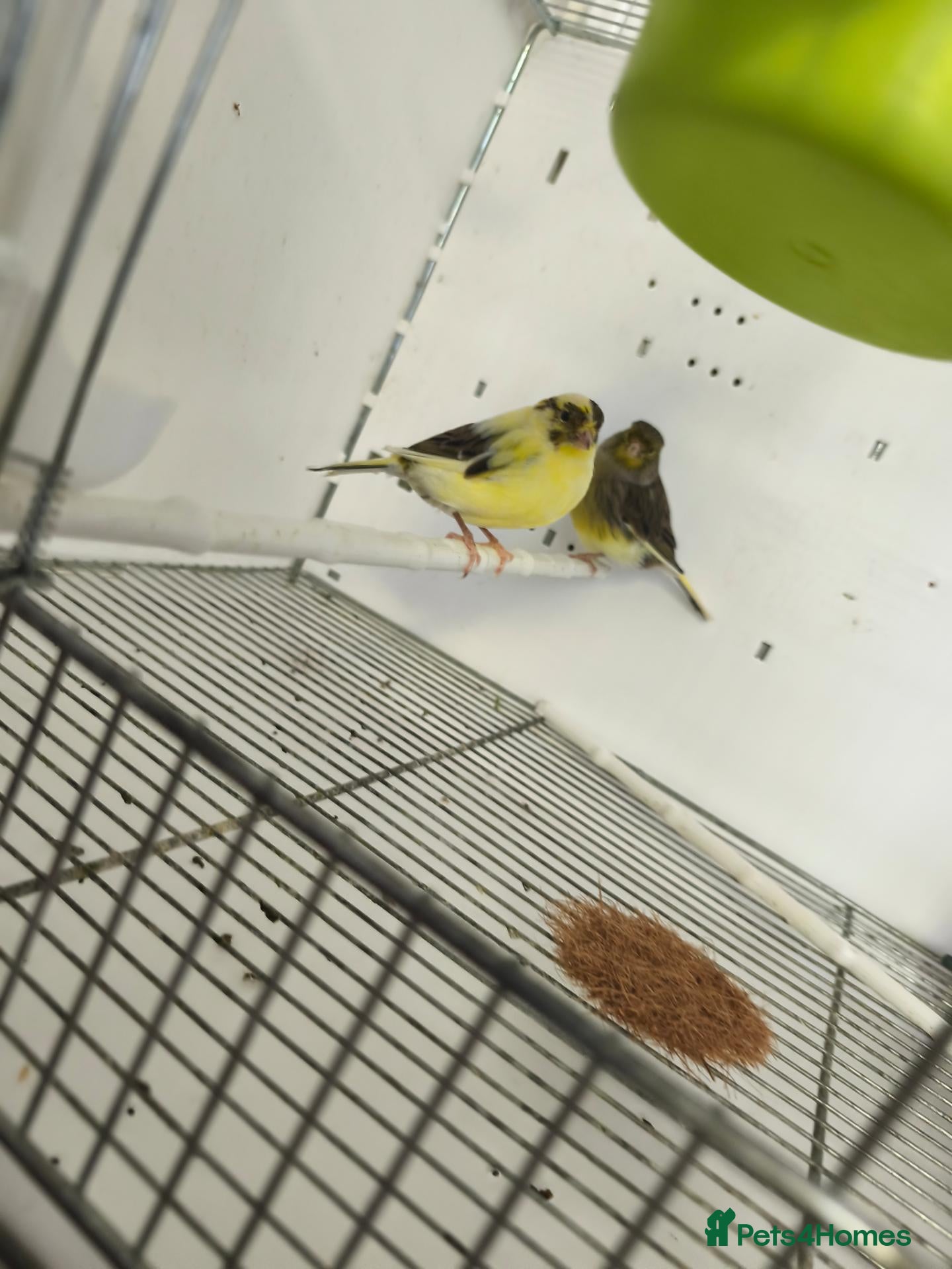 Canaries birds for sale: Canaries black and the yellow for 15£ each ( - Advert 6