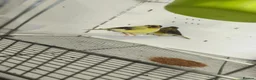Canaries birds for sale: Canaries 15£ each the black and 20£ the yellow  - Advert 3