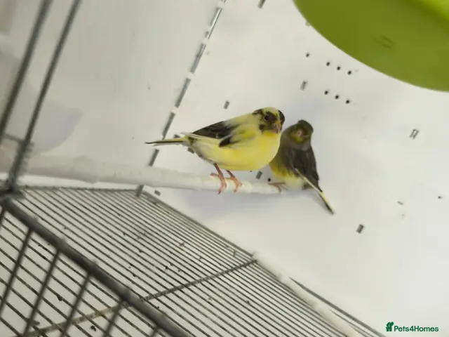 Canaries birds for sale: Canaries black and the yellow for 15£ each ( - Advert 6