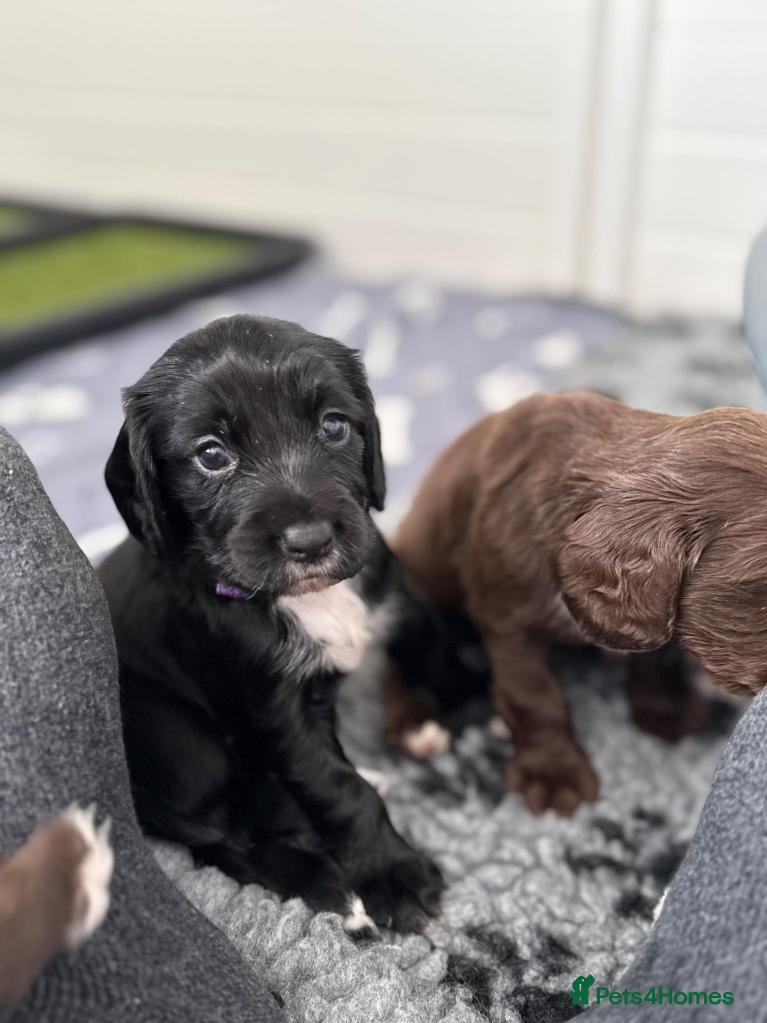 Cocker Spaniel dogs By Beautiful KC Registered Working Cocker Spaniels - Advert 2