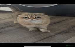 Scottish Fold cats for sale: 5months kitten for sale  - Image 5