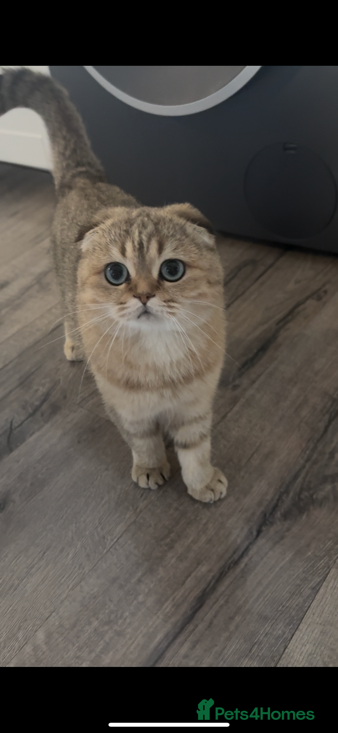 Scottish Fold cats for sale: 5months kitten for sale  - Image 5