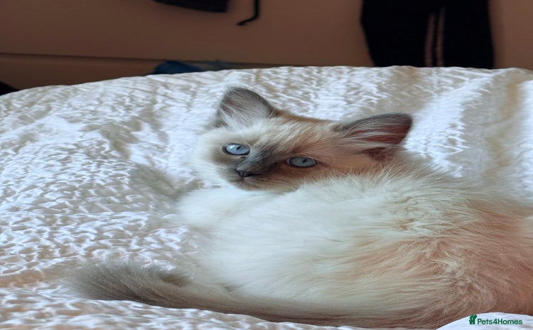 Ragdoll cats - Advert 5